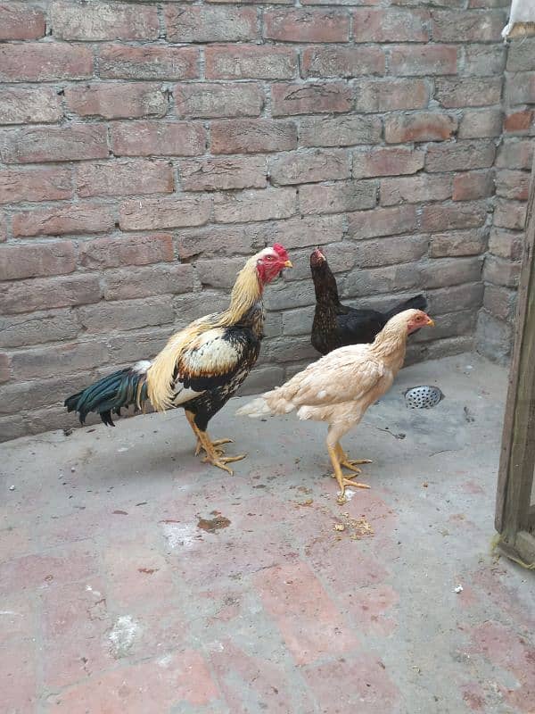 aseel pair + 1 desi hen adult 4