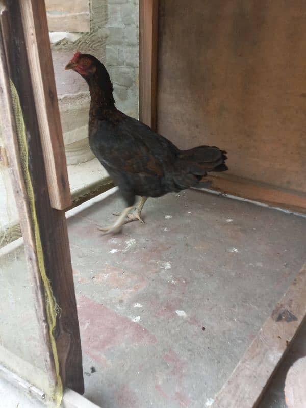 aseel pair + 1 desi hen adult 5