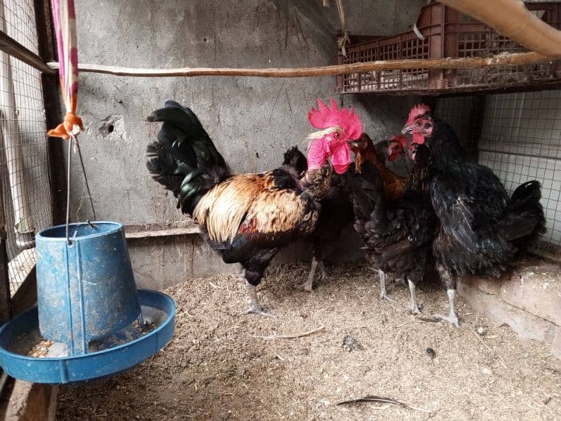 Pure Desi Hens For Sale Male & Female 1