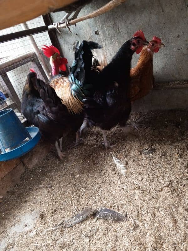 Pure Desi Hens For Sale Male & Female 4