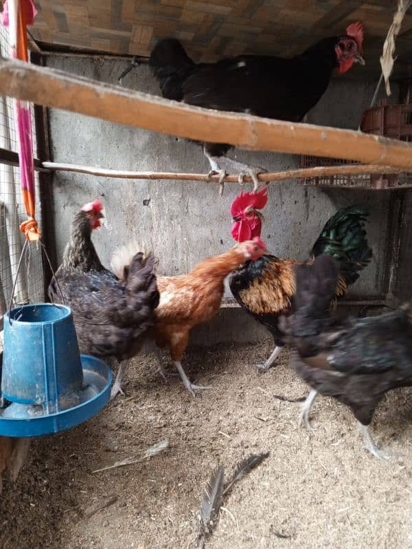 Pure Desi Hens For Sale Male & Female 6