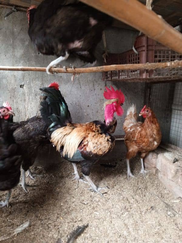 Pure Desi Hens For Sale Male & Female 7