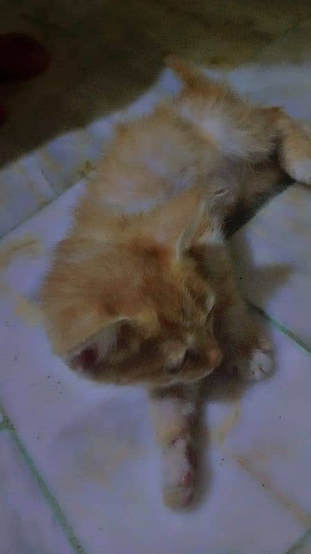 Persian Single coated Ginger Cat 6 months 1