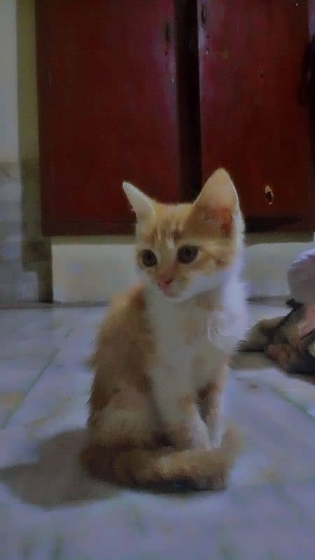 Persian Single coated Ginger Cat 6 months 3