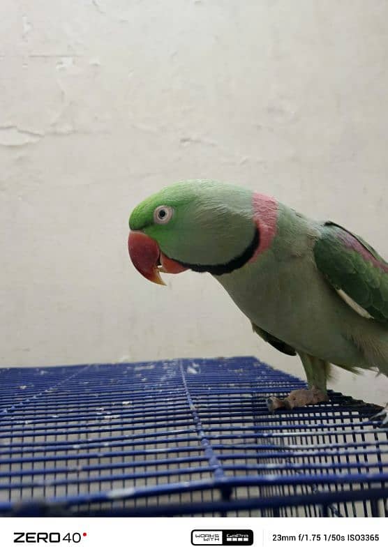 RAW/ ALEXANDRINE PARROT 0