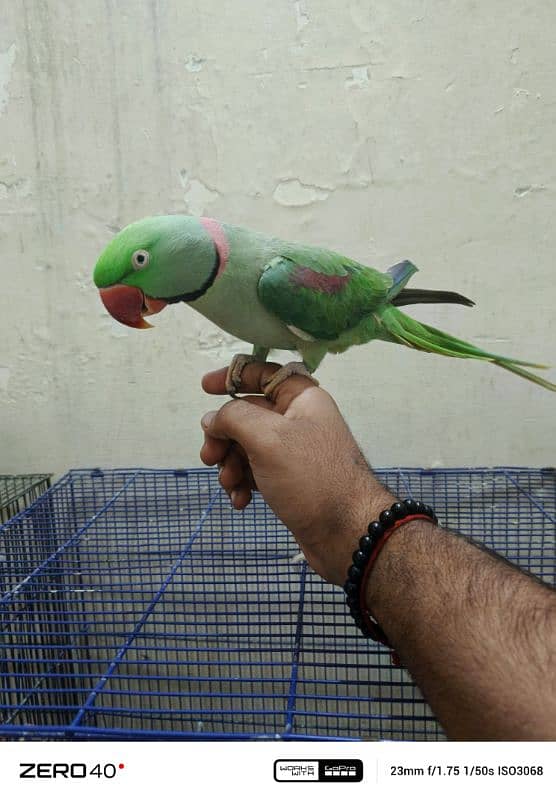 RAW/ ALEXANDRINE PARROT 1