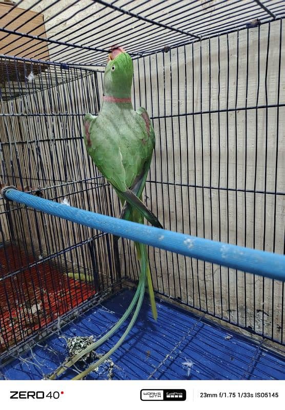 RAW/ ALEXANDRINE PARROT 2