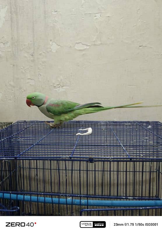 RAW/ ALEXANDRINE PARROT 4