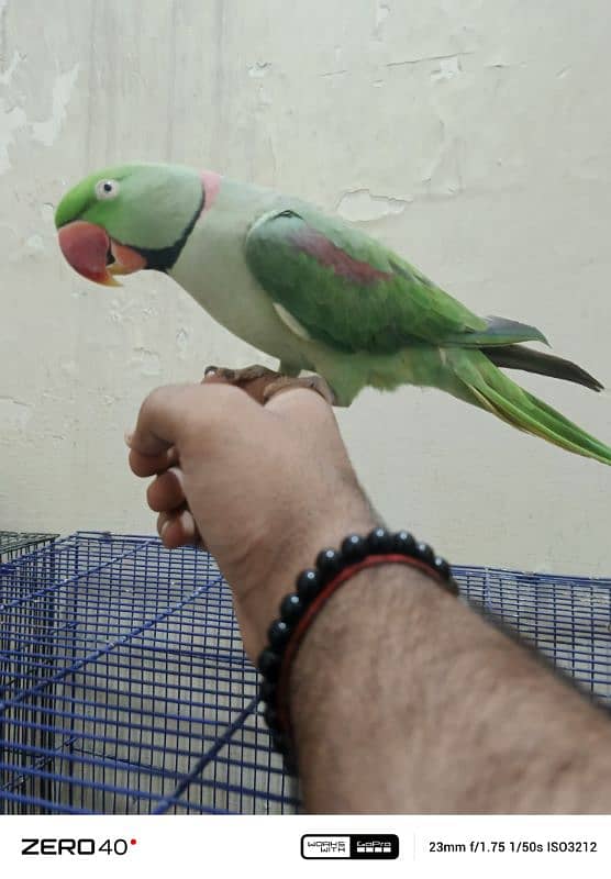 RAW/ ALEXANDRINE PARROT 5