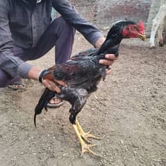 healthy Aseel male hen for sale whatsaap plz 0334-5711409