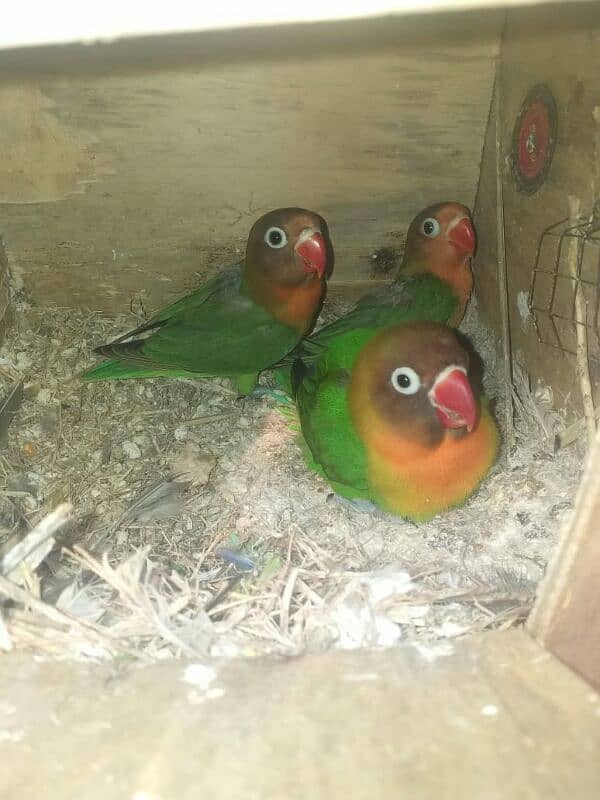 love bird breeder pair with 2 cover ready to fly chicks 0