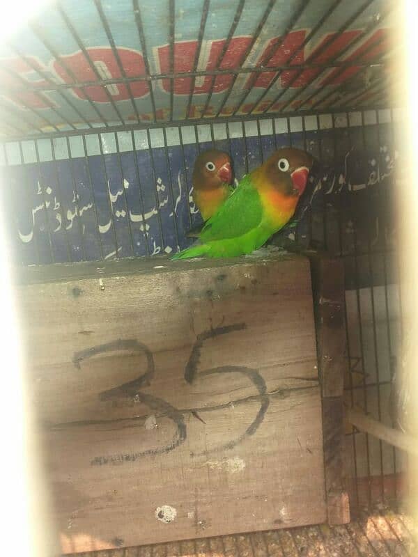 love bird breeder pair with 2 cover ready to fly chicks 1