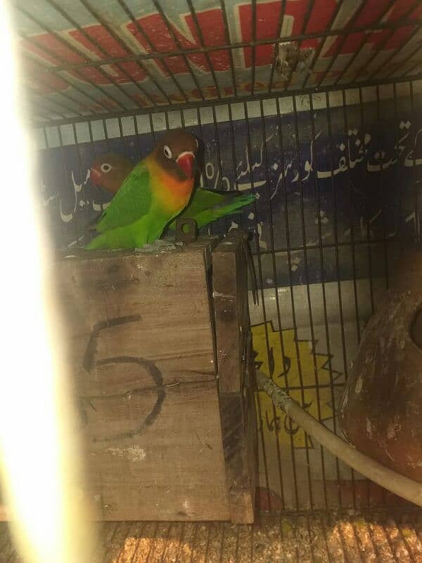 love bird breeder pair with 2 cover ready to fly chicks 2