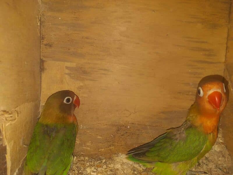 love bird breeder pair with 2 cover ready to fly chicks 4