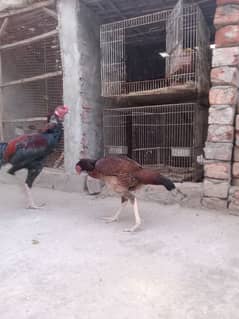 Aseel breeder pair