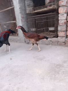 Aseel breeder pair