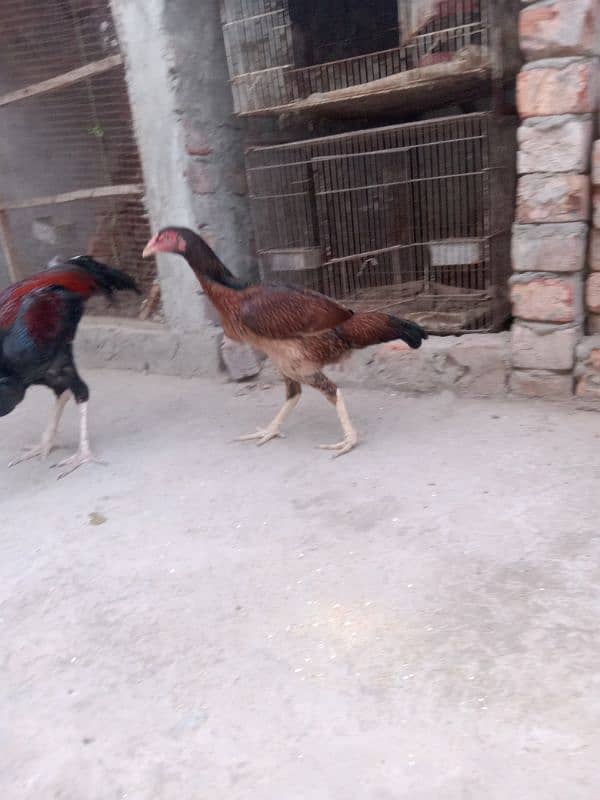 Aseel breeder pair 5