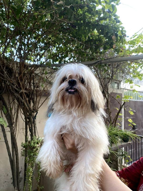 dog for sale/shihtzu/male dog 1