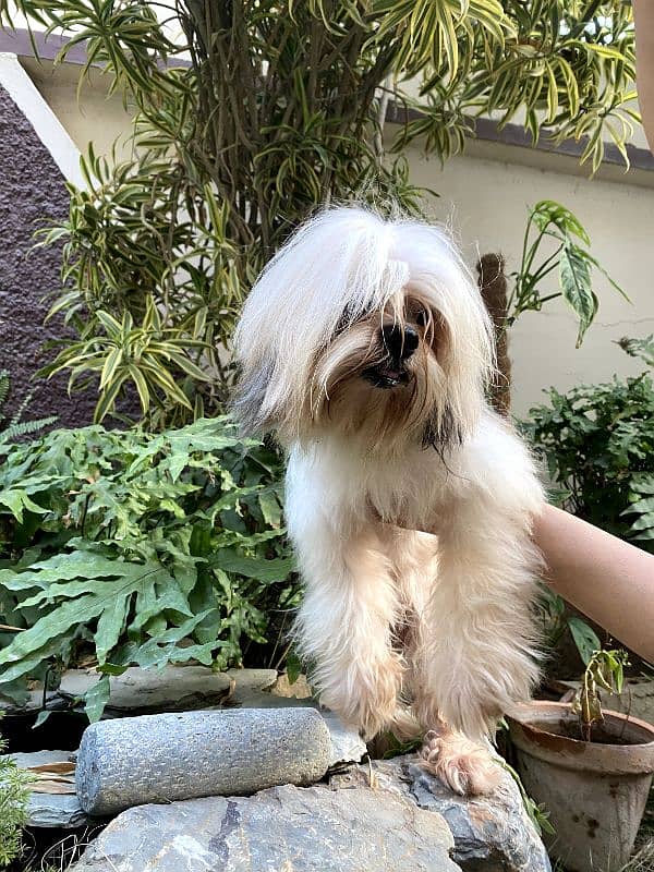 dog for sale/shihtzu/male dog 2