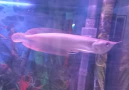 Silver Arowana nd Flowerhorn