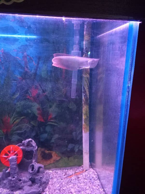 Silver Arowana nd Flowerhorn 2