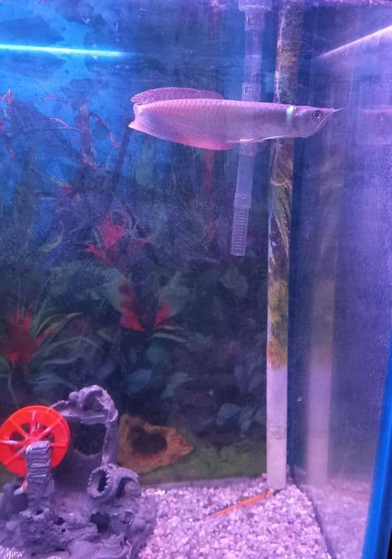 Silver Arowana nd Flowerhorn 3