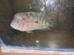 Flowerhorn