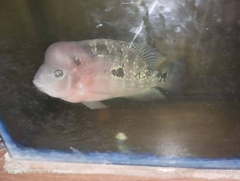 Silver Arowana nd Flowerhorn 4