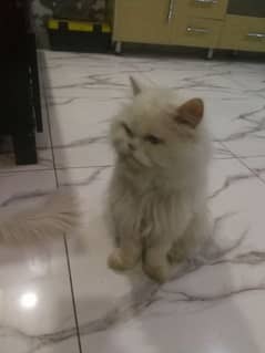 Persian pair of cats for sale