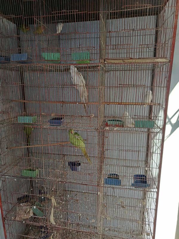 total 5 joray hen green pattotw bhe he with cage 8