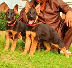 German Shepherd pair age 4 months for sale