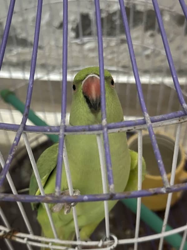 GREEN PARROT 0