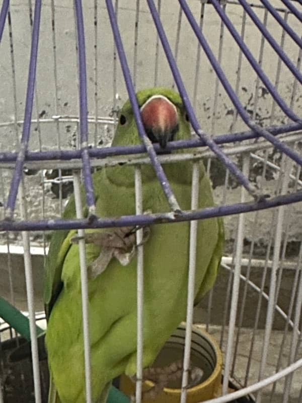 GREEN PARROT 2