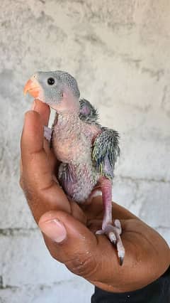 2 Baby's Ringneck parrot available