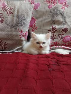 Persian kitten