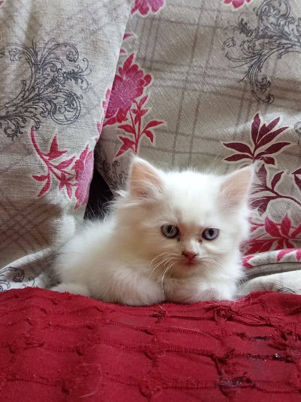 Persian kitten 1