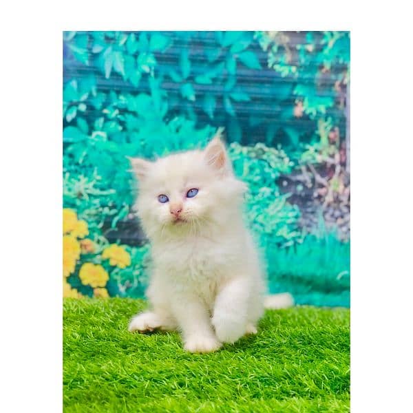 Persian hamalian british punch face piki face cat's and kitten's 10