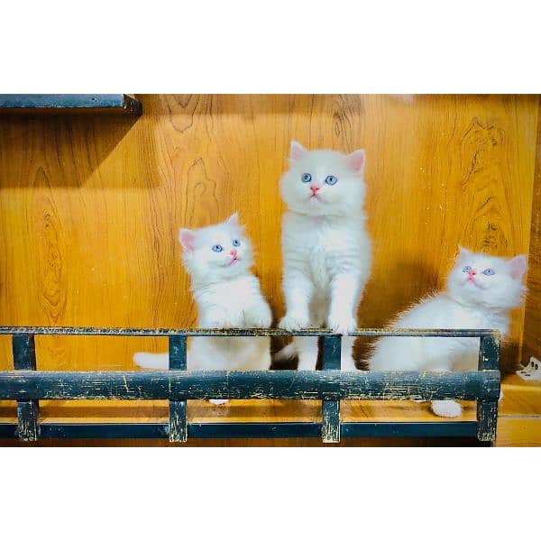 Persian hamalian british punch face piki face cat's and kitten's 1