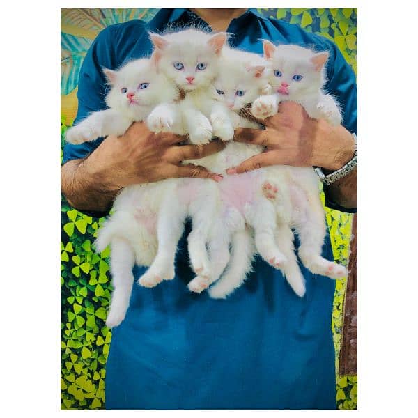 Persian hamalian british punch face piki face cat's and kitten's 2