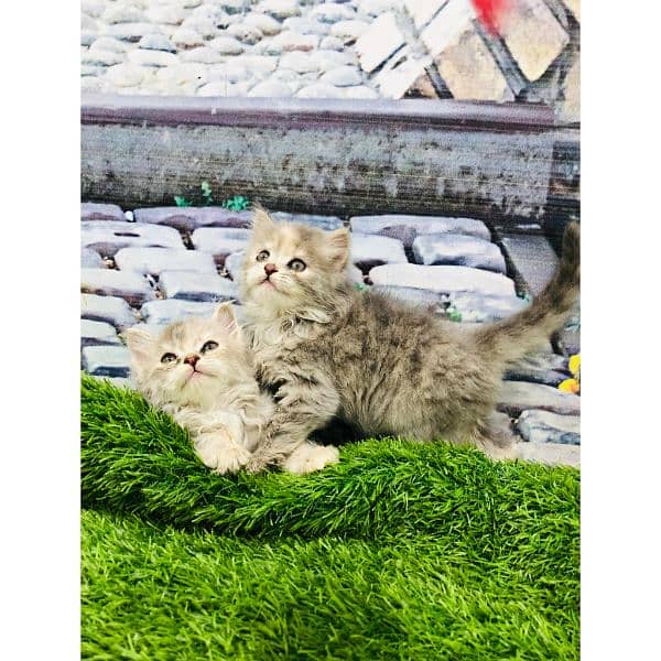 Persian hamalian british punch face piki face cat's and kitten's 6