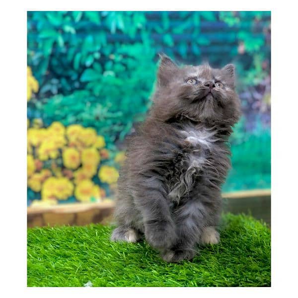 Persian hamalian british punch face piki face cat's and kitten's 2