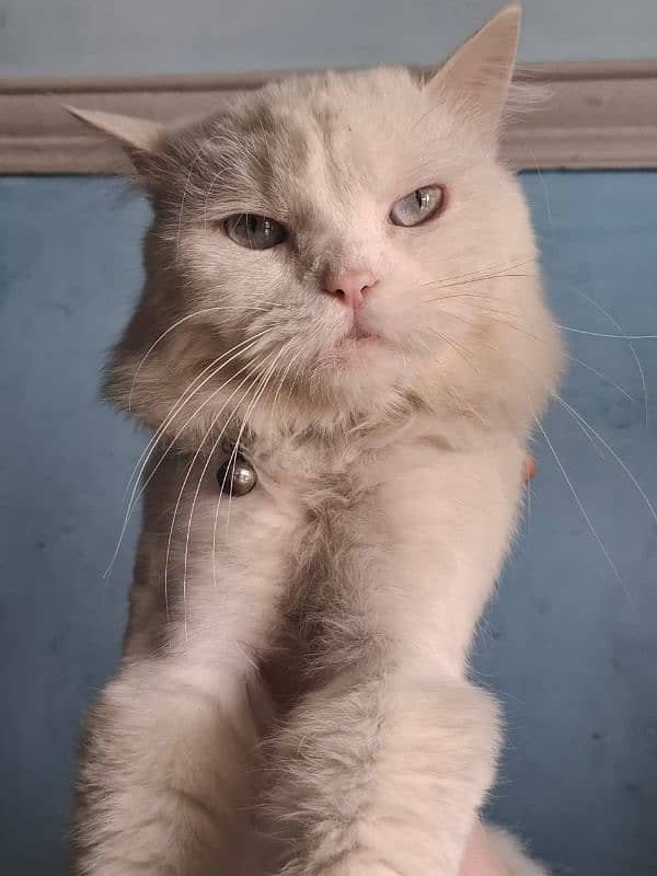 Persian cat 2