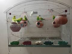 Australian Parrots for sale