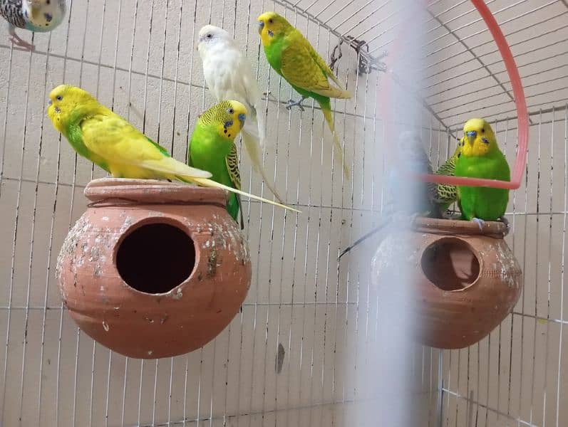 Australian Parrots for sale 2