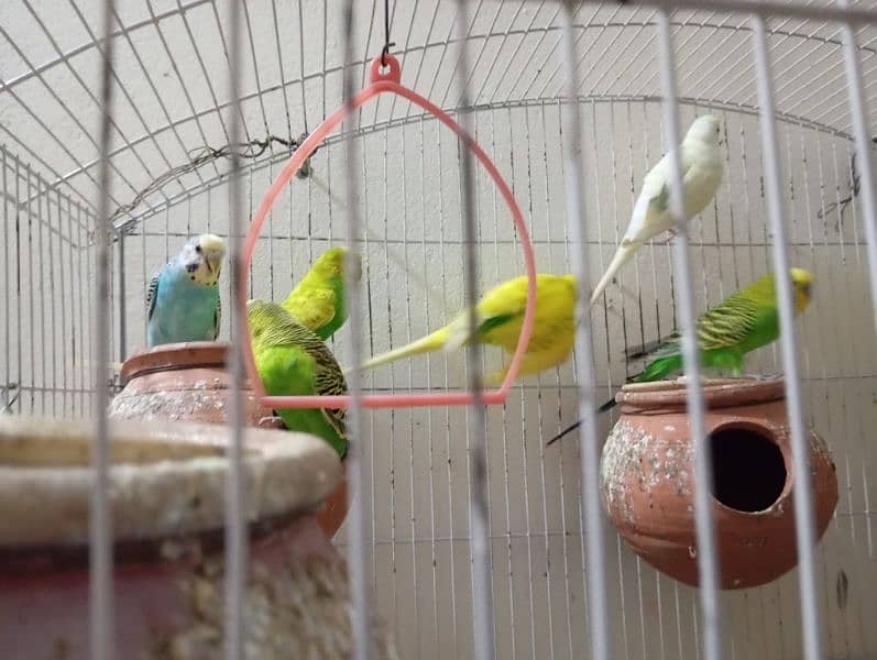 Australian Parrots for sale 4