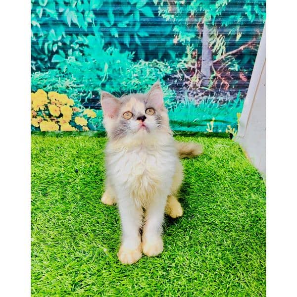 Persian hamalian british punch face piki face cat's and kitten's 3