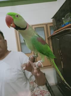 raw parrot for sale