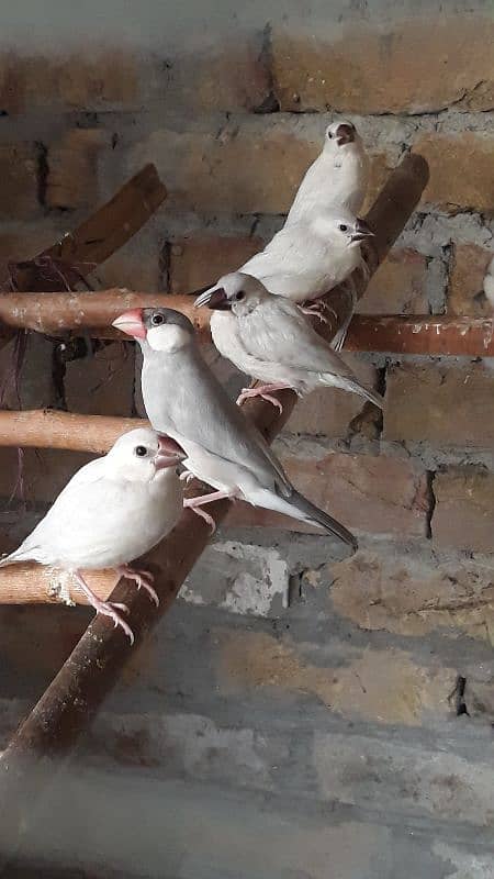 silver and white java with chicks 4