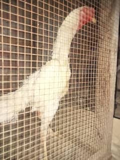 I am selling my male hen. phone no 03219177905