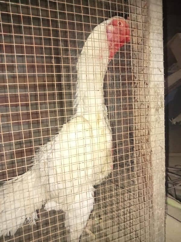 I am selling my male hen. phone no 03219177905 2